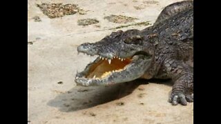 Kvinna filmar läskig krokodilattack i Australien