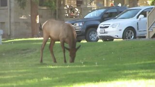 Elk outside the Historic Fort Yellowstone