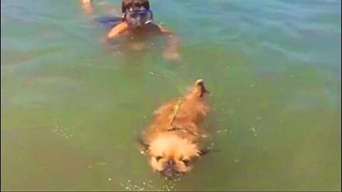 Pekingese dog swims in the sea
