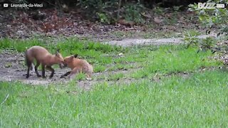 Un trio de renard fait de son jardin une aire de jeu