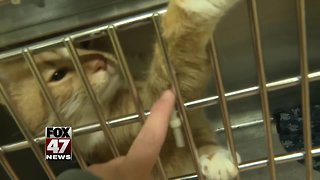 Ingham County Animal Control Slashing Fees for Cat Adoptions