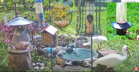 Florida Bird Feeder SWFL Live Camera HD