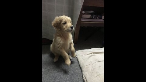 Dog trying to get out from box