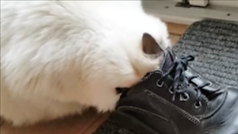 Ragdoll Cat's Bizarre Reaction to Stinky Shoes