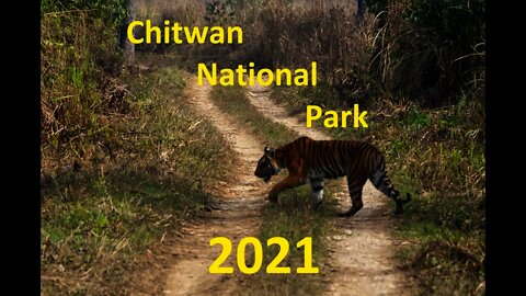 Nepal: Exploring Chitwan Nation Park ( चितवन राष्ट्रिय निकुञ्ज ) Beautiful Wildlife Photography 4K