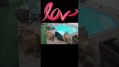 #shorts Exstreme Chow Chow Dog Living in South Africa #chowbythepool
