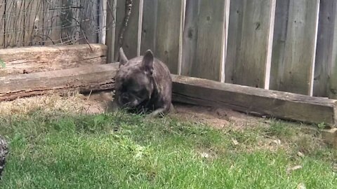 Bulldog digging for gold