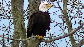 IECV NV #88 - 🦅 American Bald Eagle Short Version 3-23-2015