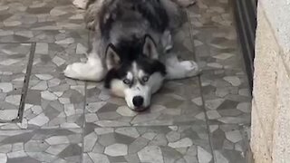 Adorable husky finds the best sleeping position ever