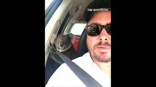 Man in Australia gets surprise visit from koala in his car