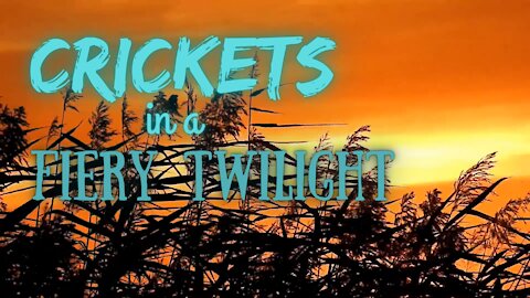 Crickets in a Fiery Twilight | 15 Minutes of Twilight | Ambient Sound | What Else Is There?