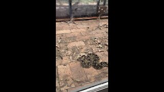 SOUTH AFRICA - Cape Town - stock - Puff Adder Snake. a. P (AVt)