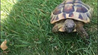 Voici Timmy: la tortue agressive