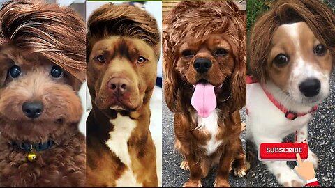 Dogs with Funny hairstyle |youtube funny animal videos| Dogs