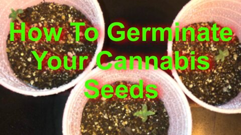 How To Germinate Your Marijuana Seeds