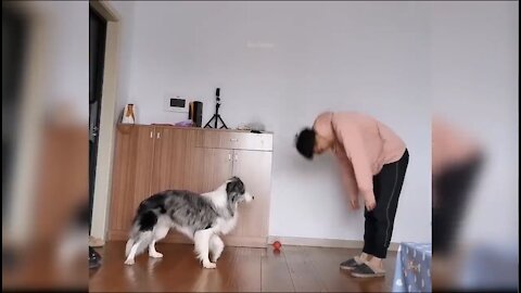 Dog perfectly mimics owner's Karate moves