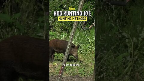 What do you use to hunt hogs?!?