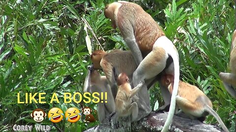 Funny Monkey Buisness! Try not to Laugh! #monkey #funnyanimals #funny