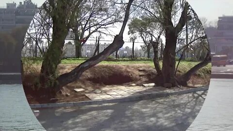 Καθαρισμός και κλάδεμα δέντρων στον παραλιακό δρόμο του Ποσειδωνίου Κολυμβητηρίου
