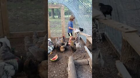 Feeding chickens some scratch.