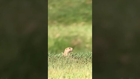 Prairie dog vaporized at 150 yds🎯 #shorts