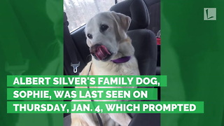 13-Year-Old Dog Disappears During Blizzard. Found 5 Days Later, Buried Alive in Snow
