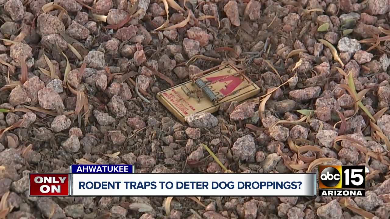 Ahwatukee couple fed up with dog poop sets up mouse trap