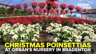 Christmas poinsettias at Orban's Nursery in Bradenton | Taste and See Tampa Bay