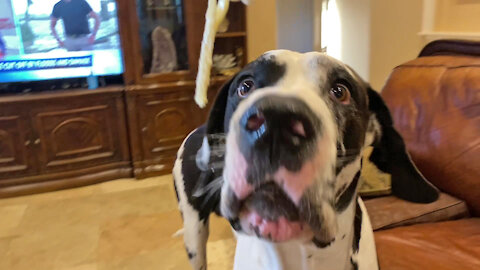 Funny Great Dane Loves To Sample Alfredo Pasta