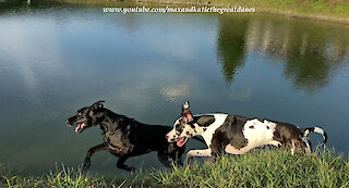 Happy Great Danes Love Racing and Chasing