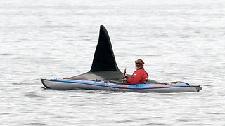Curious killer whale literally swims beside man in kayak