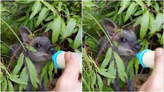 Timido cucciolo di wallaby si alimenta col biberon