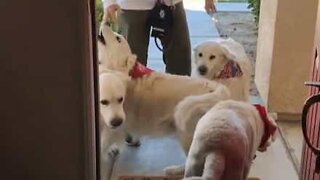 What's more excited than one dog waiting for his friend? Three dogs!