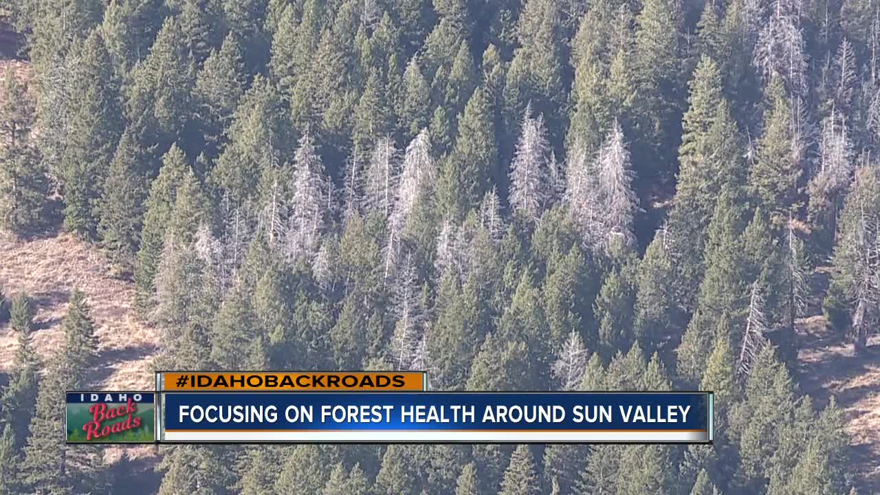 Future of forest in Sun Valley