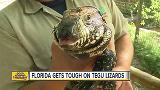 Florida declares open season on tegu lizards