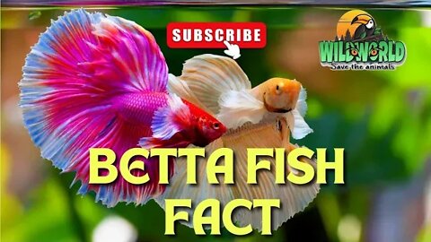 the shocking truth about betta fish(siamese fighting fish)