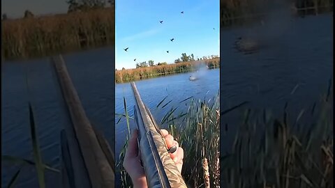 Insane MIGRATION duck hunt! LIMITS!!! #shorts #waterfowl #duck #hunting #crazy #migration #outdoors