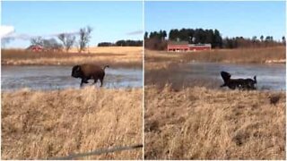 Bisonte escorrega no gelo e cai de forma hilariante