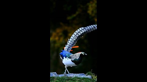 Is the white-bellied golden pheasant beautiful?