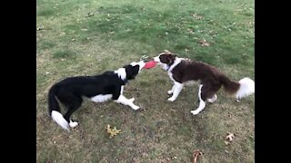 Cães disputam brinquedo favorito: um frisbee!
