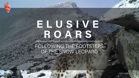 Researchers On A Quest To Track Endangered Snow Leopards