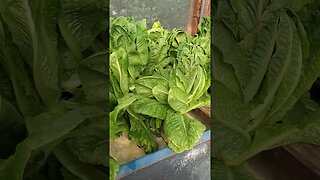 Lettuce from aquaponics system #shorts