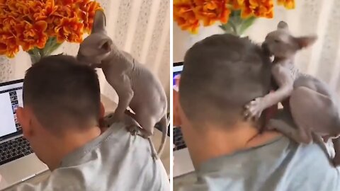 Sphynx Kitten Makes It Impossible For Owner To Work From Home