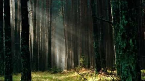 Questa foresta respira come un essere umano