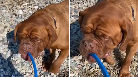 Big strong doggy decides to take his owner for a walk