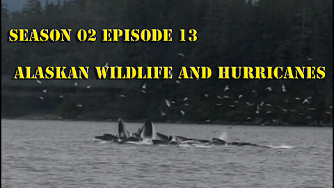 Alaska Wildlife and Hurricanes S02 E13 Sailing with Unwritten Timeline