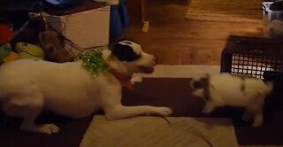 Pitbull and Dachshund Play with Bunny