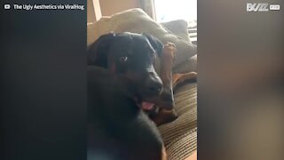 Dog chews on his own leg