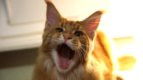 Maine Coon Challenges Dachshund For King Of The Bed Title