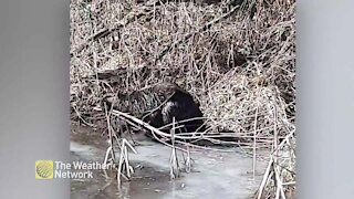 Beaver doesn't mind ice-skating family, too much work to do!